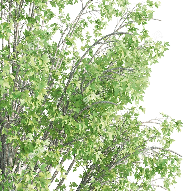 Twin Alnus Trees 17m & 18m 3D model image 2