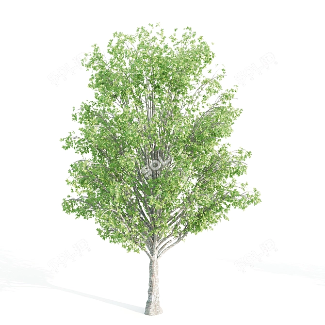 Twin Alnus Trees 17m & 18m 3D model image 3