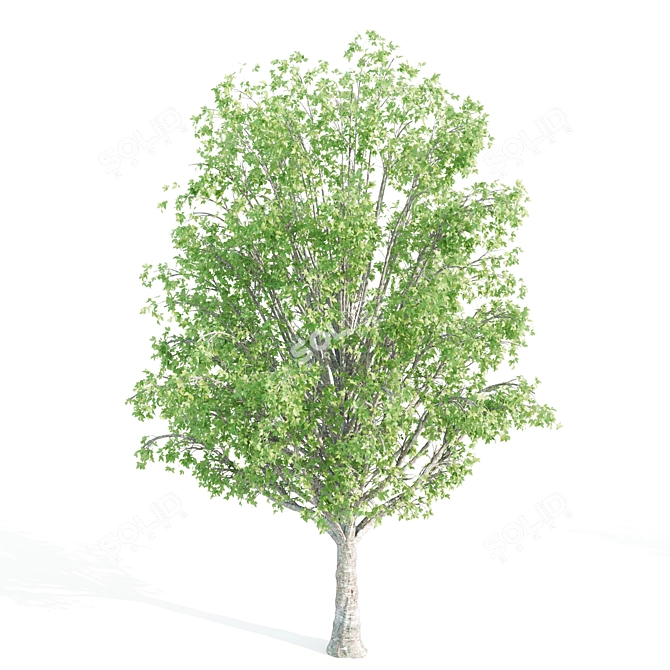 Twin Alnus Trees 17m & 18m 3D model image 4