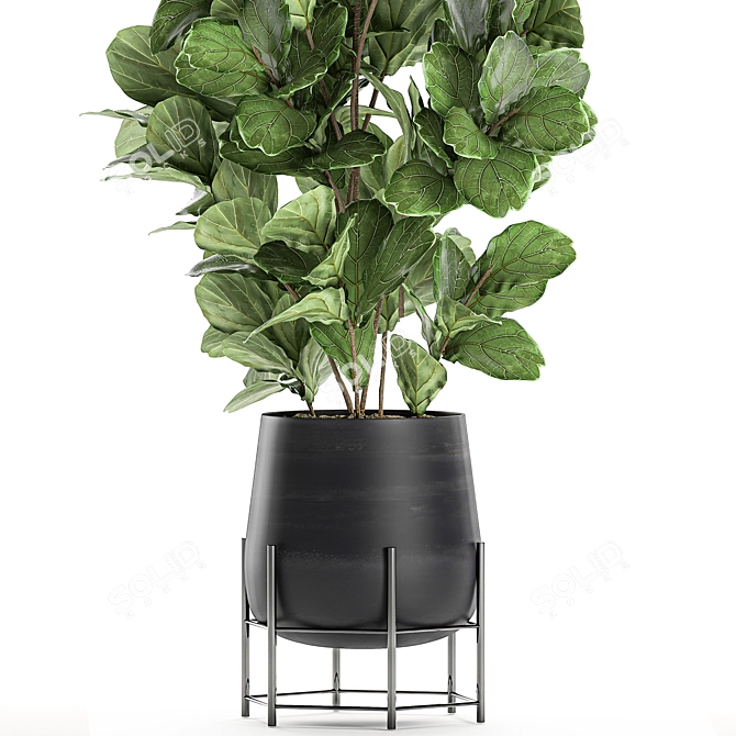 Exotic Ficus Lyrata Plant Collection 3D model image 2