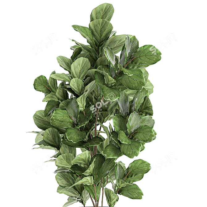 Exotic Ficus Lyrata Plant Collection 3D model image 3