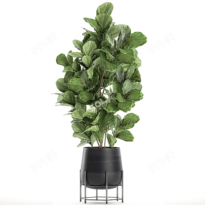 Exotic Ficus Lyrata Plant Collection 3D model image 4