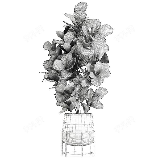 Exotic Ficus Lyrata Plant Collection 3D model image 5