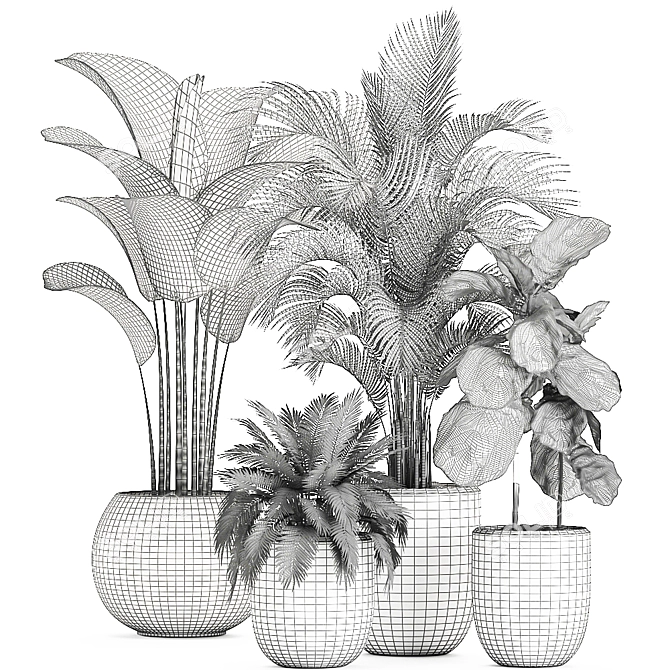 Tropical Plant Collection: Exotic Ficus & Palm 3D model image 4