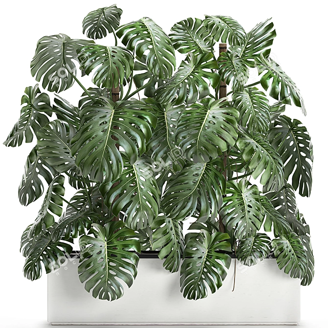 Exotic Monstera Plant Collection 3D model image 1