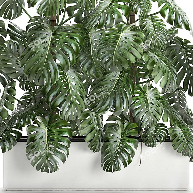 Exotic Monstera Plant Collection 3D model image 2