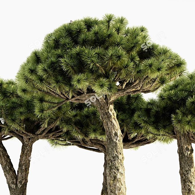  Majestic Dracaena Tree: 5 Varieties, Heights up to 7m 3D model image 2