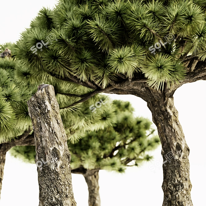  Majestic Dracaena Tree: 5 Varieties, Heights up to 7m 3D model image 3