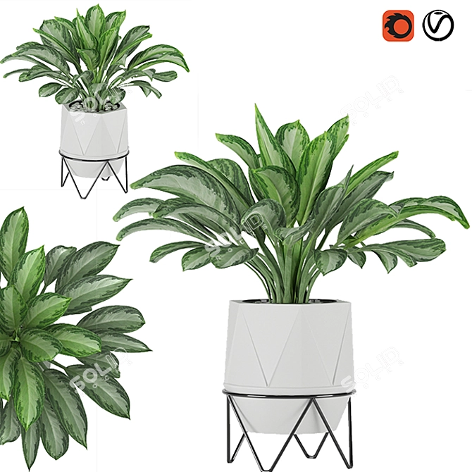 Premium Aglaonema commutatum 3D model image 1