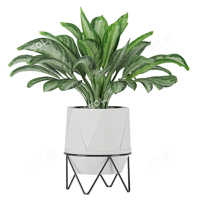 Premium Aglaonema commutatum 3D model image 2