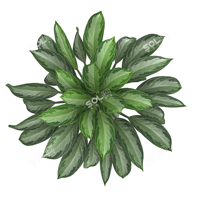 Premium Aglaonema commutatum 3D model image 4