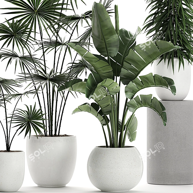 Exotic Plant Collection: Banana Palm, Ravenala, Strelitzia 3D model image 2