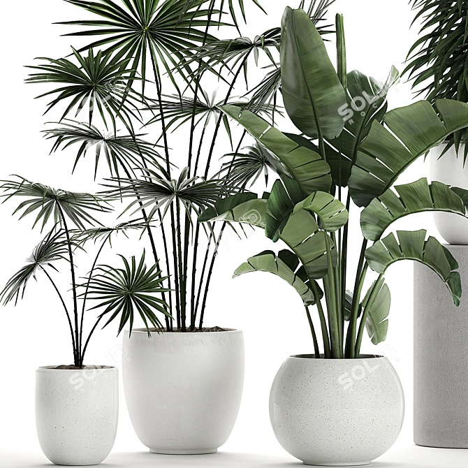 Exotic Plant Collection: Banana Palm, Ravenala, Strelitzia 3D model image 3