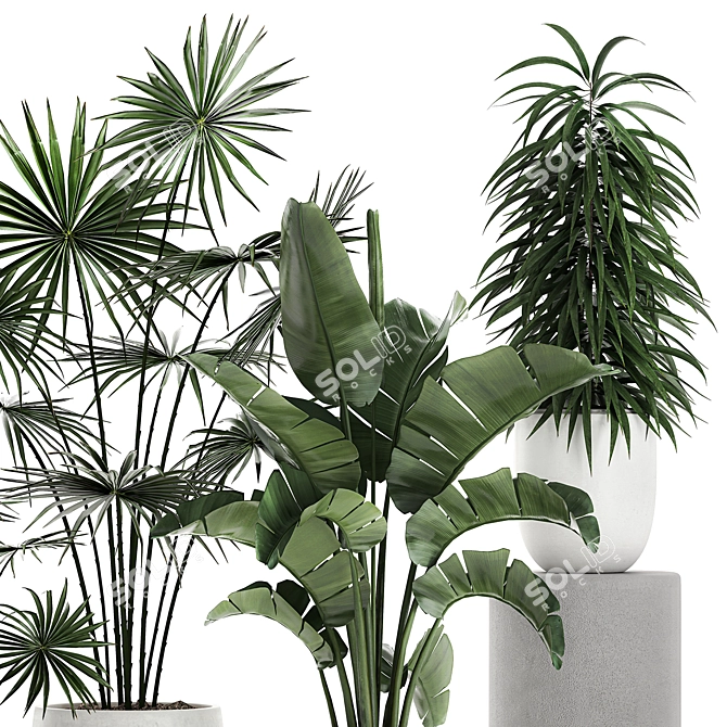 Exotic Plant Collection: Banana Palm, Ravenala, Strelitzia 3D model image 4