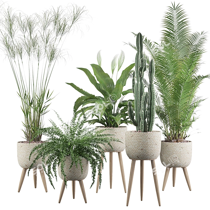 Green Oasis Collection: Peace Lily, Cyperus Nofretete, Fern Indoor, Areca Palm, Euphorbia Candelab 3D model image 1