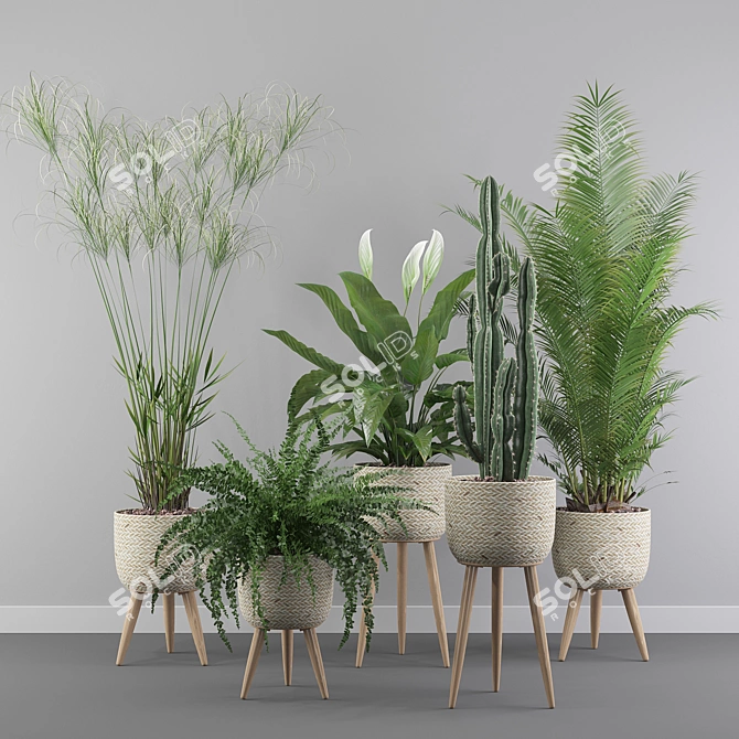 Green Oasis Collection: Peace Lily, Cyperus Nofretete, Fern Indoor, Areca Palm, Euphorbia Candelab 3D model image 2