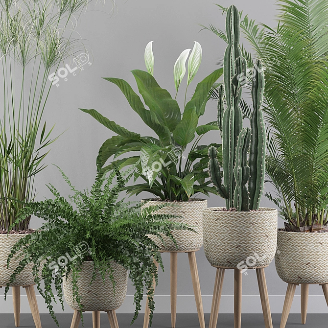 Green Oasis Collection: Peace Lily, Cyperus Nofretete, Fern Indoor, Areca Palm, Euphorbia Candelab 3D model image 4