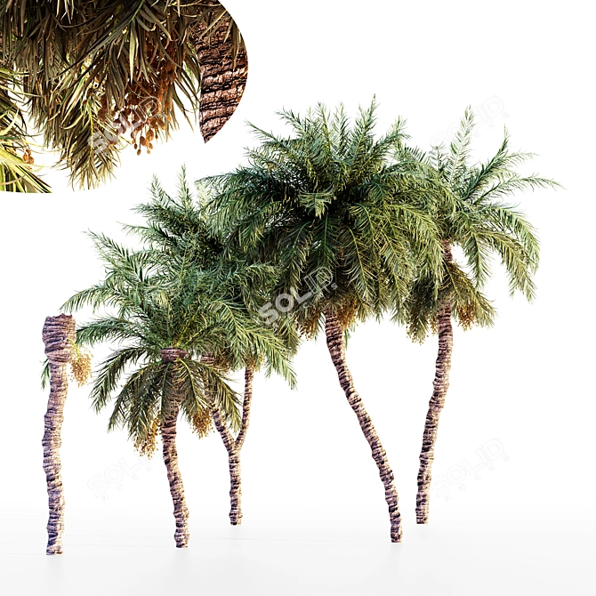 Tropical Oasis Date Palm Collection 3D model image 1