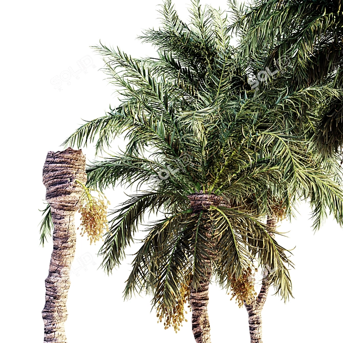 Tropical Oasis Date Palm Collection 3D model image 2