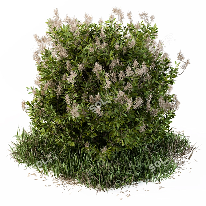 Wild Grass Outdoor Plant - Baccharis Pilularis 47 3D model image 1