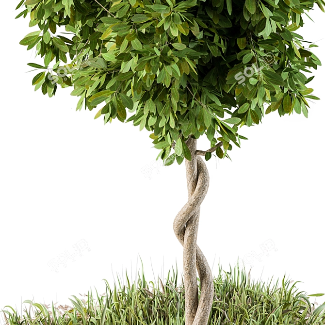 48" Outdoor Broadleaf Tree with Wild Grass 3D model image 3