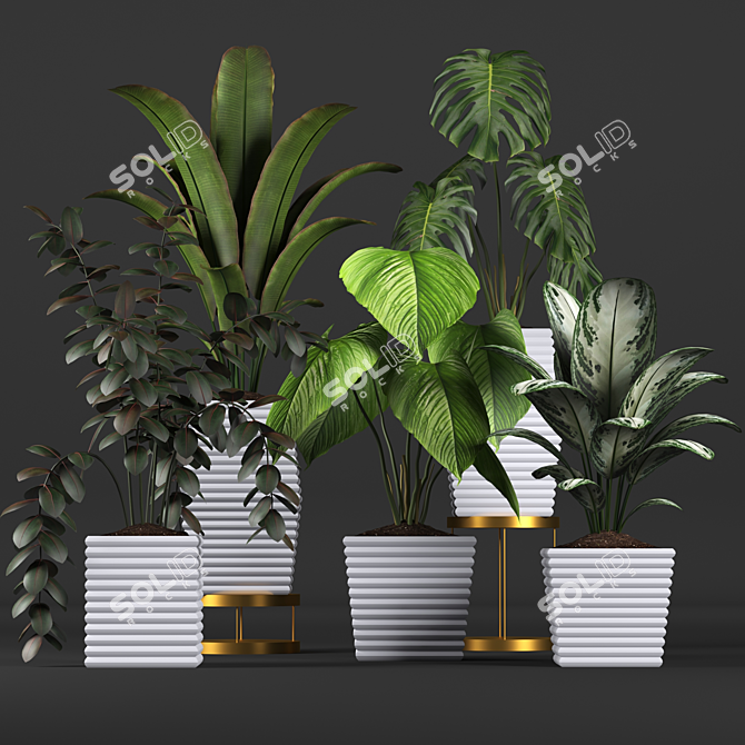 Tropical Plant Collection: Philodendron, Monstera, Ficus, Dieffenbachia & Banana 3D model image 1