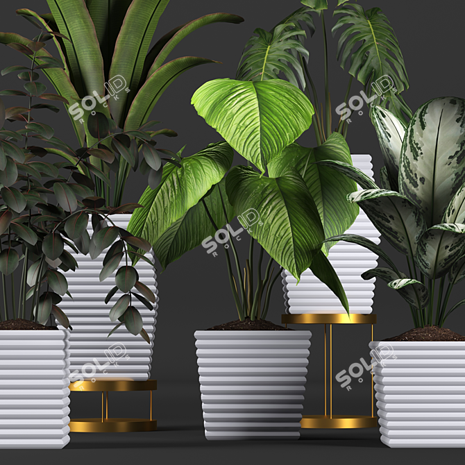 Tropical Plant Collection: Philodendron, Monstera, Ficus, Dieffenbachia & Banana 3D model image 2