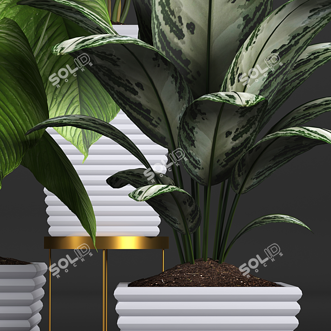 Tropical Plant Collection: Philodendron, Monstera, Ficus, Dieffenbachia & Banana 3D model image 3