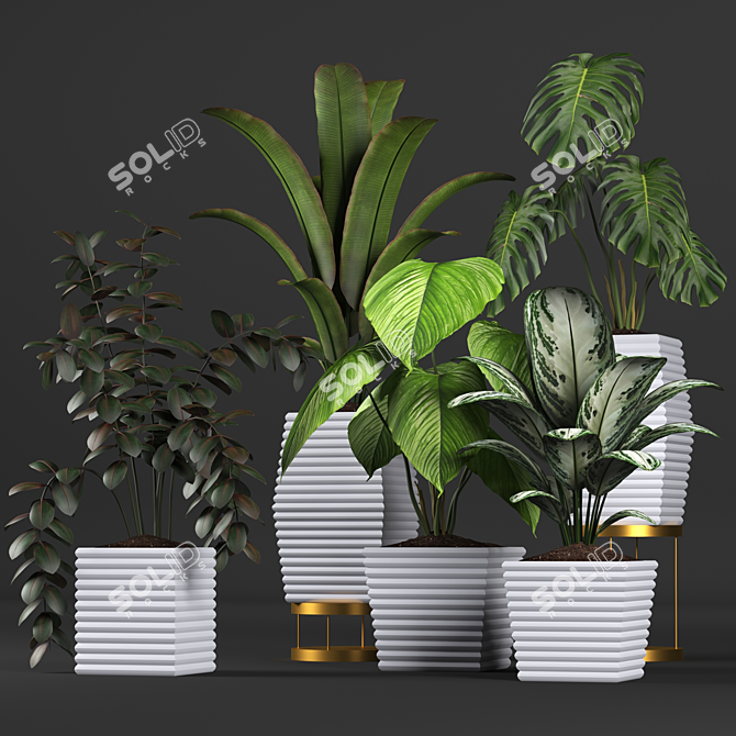 Tropical Plant Collection: Philodendron, Monstera, Ficus, Dieffenbachia & Banana 3D model image 4