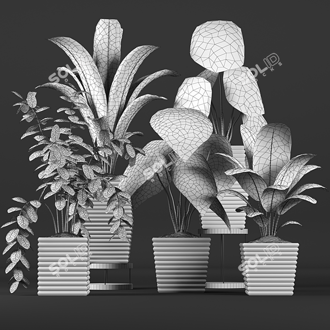 Tropical Plant Collection: Philodendron, Monstera, Ficus, Dieffenbachia & Banana 3D model image 5