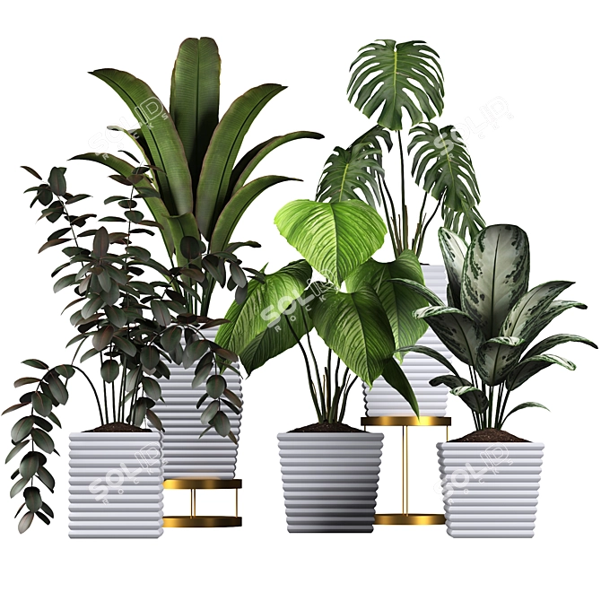 Tropical Plant Collection: Philodendron, Monstera, Ficus, Dieffenbachia & Banana 3D model image 6