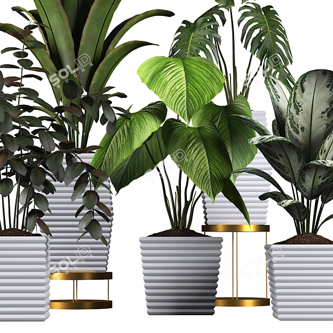 Tropical Plant Collection: Philodendron, Monstera, Ficus, Dieffenbachia & Banana 3D model image 8