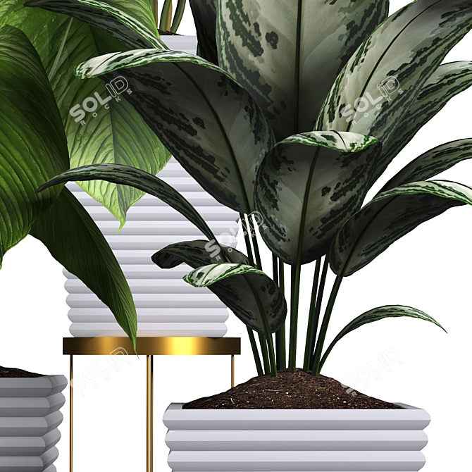 Tropical Plant Collection: Philodendron, Monstera, Ficus, Dieffenbachia & Banana 3D model image 9