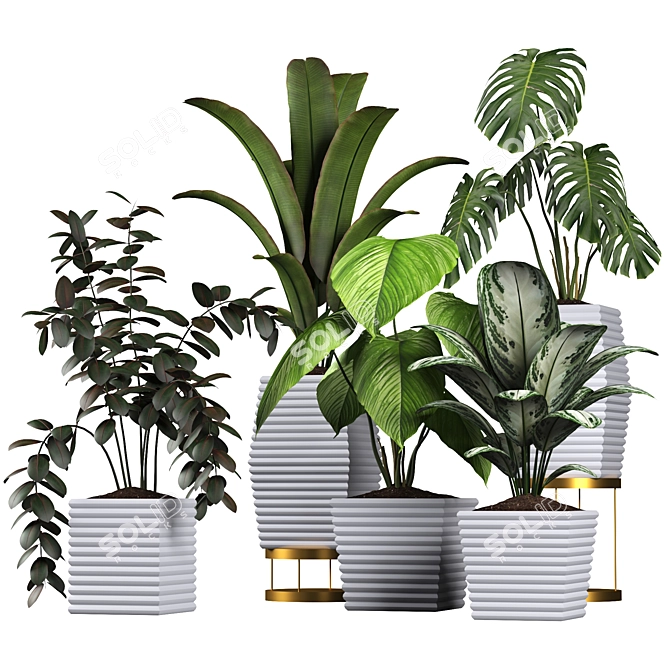 Tropical Plant Collection: Philodendron, Monstera, Ficus, Dieffenbachia & Banana 3D model image 10