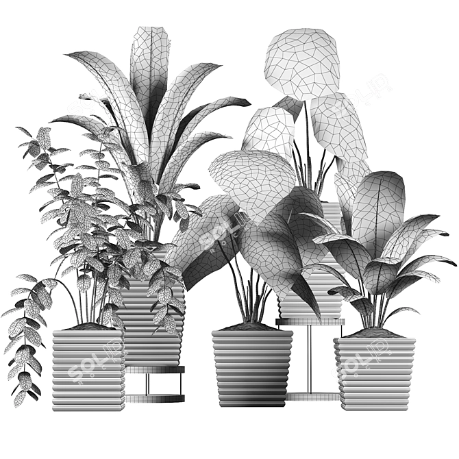 Tropical Plant Collection: Philodendron, Monstera, Ficus, Dieffenbachia & Banana 3D model image 11