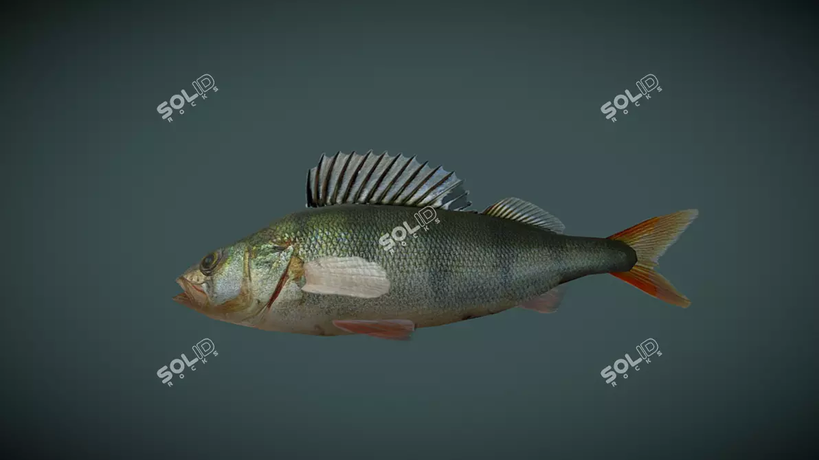  Low Poly 3D River Perch Model 3D model image 1