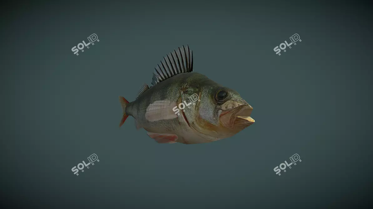  Low Poly 3D River Perch Model 3D model image 2