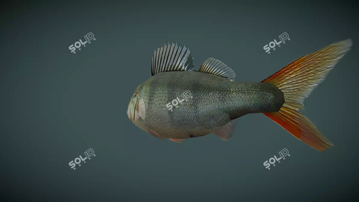  Low Poly 3D River Perch Model 3D model image 4
