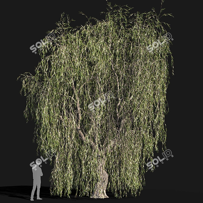 Tall Willow Tree (9.8m) 3D model image 2