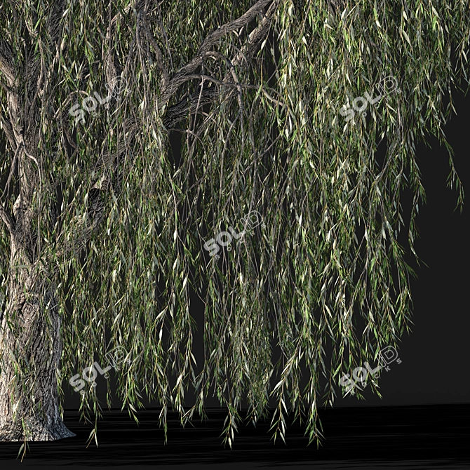 Tall Willow Tree (9.8m) 3D model image 3