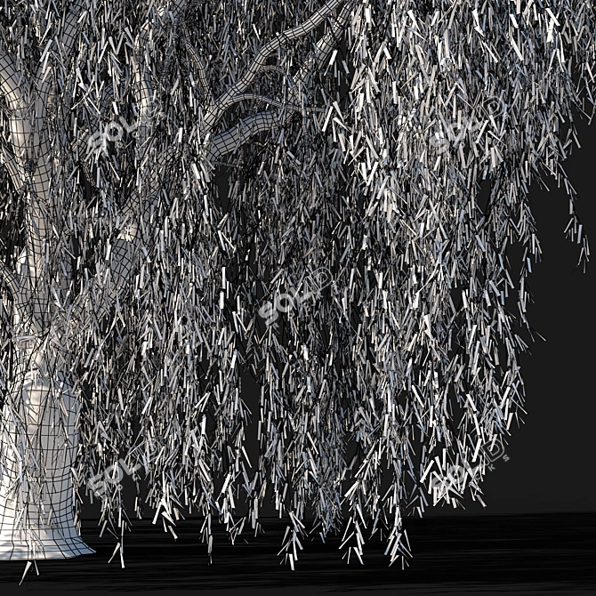 Tall Willow Tree (9.8m) 3D model image 4