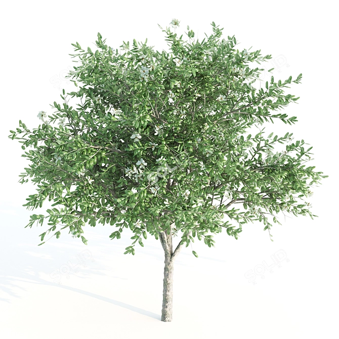 Exquisite Tree Set: Honey Mesquite, Paper Birch & Magnolia 3D model image 3
