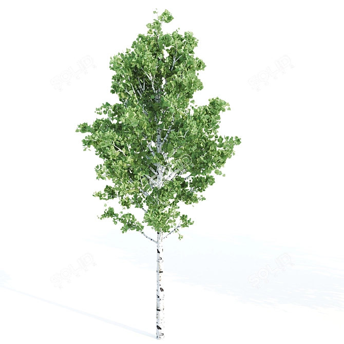 Exquisite Tree Set: Honey Mesquite, Paper Birch & Magnolia 3D model image 4
