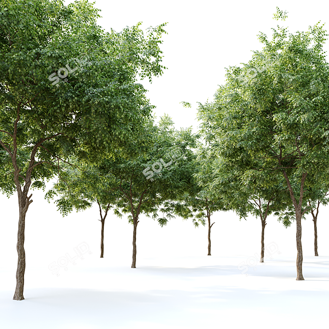  Majestic American Beech Tree 3D model image 2