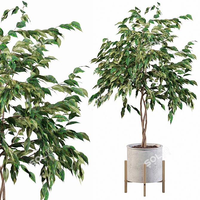 Elegant Ficus Benjamina Tree 3D model image 1