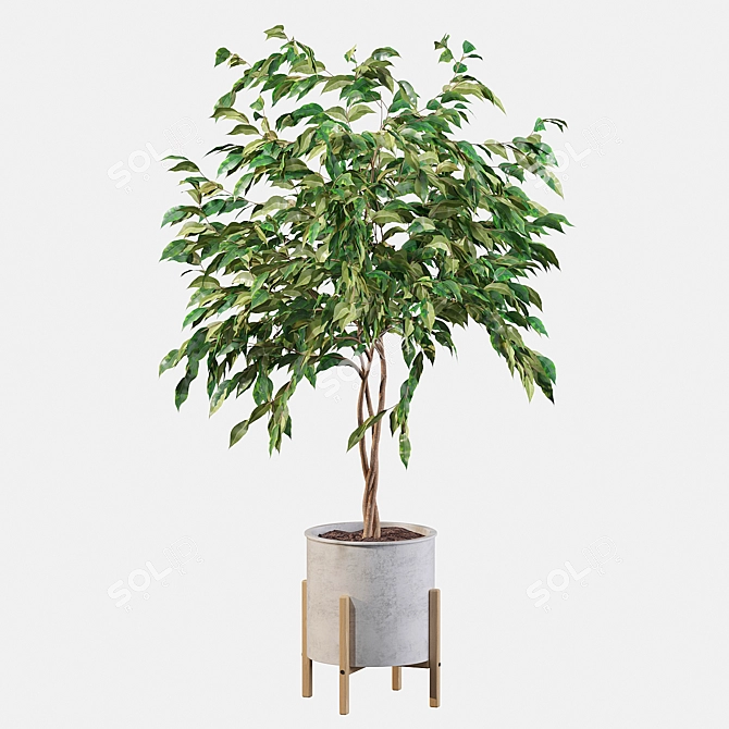 Elegant Ficus Benjamina Tree 3D model image 2