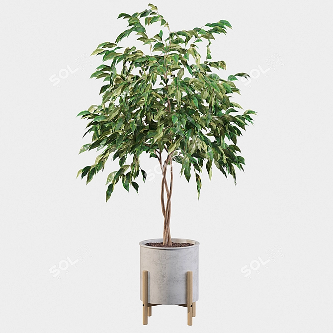 Elegant Ficus Benjamina Tree 3D model image 3