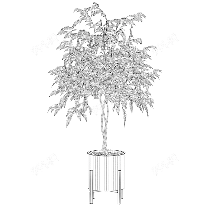 Elegant Ficus Benjamina Tree 3D model image 4