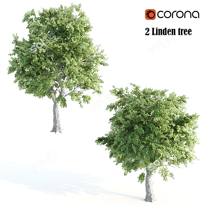 Duo Linden Trees: Tranquil Scene 3D model image 1