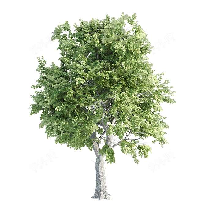 Duo Linden Trees: Tranquil Scene 3D model image 3